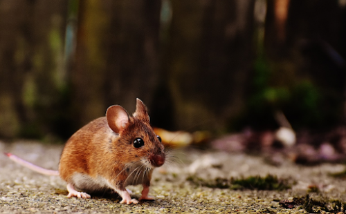 Caused by Rodents