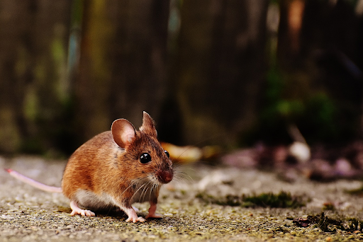 Caused by Rodents